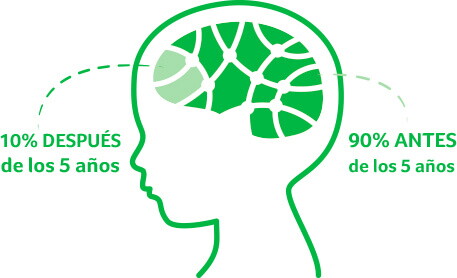 Desarrollo del cerebro del niño